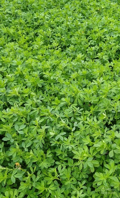 فروش یونجه
