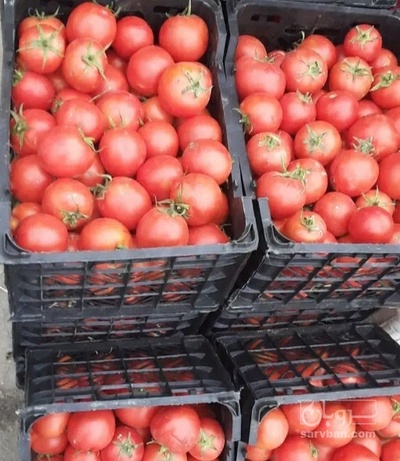 فروش گوجه فرنگی