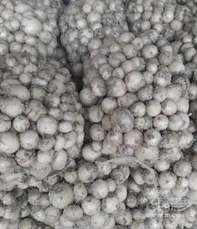 فروش پیاز سفید