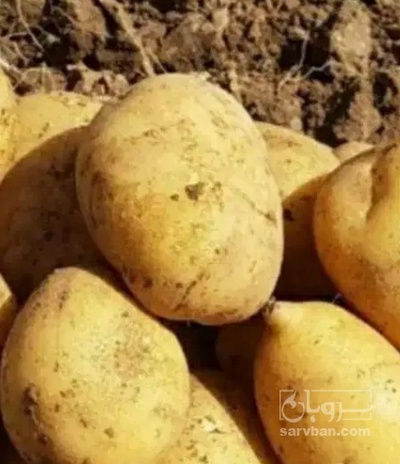 فروش سیب زمینی
