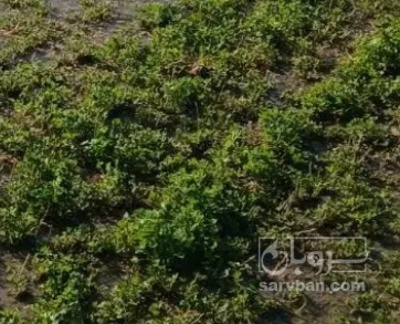 فروش یونجه