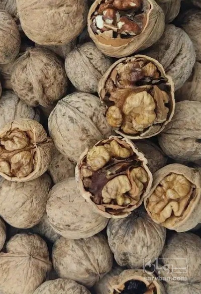 فروش گردو