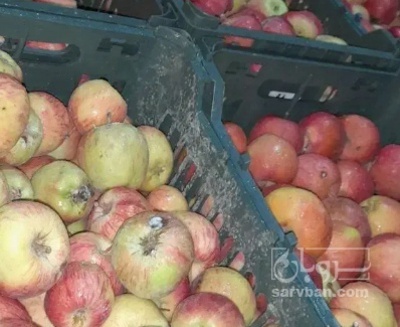 فروش سیب