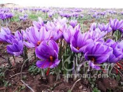 فروش زعفران (گیاه‌ دارویی)