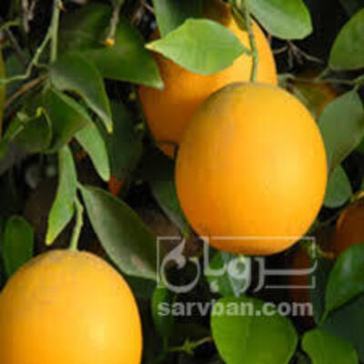 فروش پرتقال