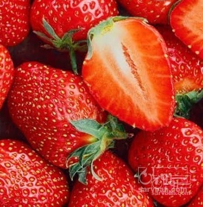 فروش توت فرنگی