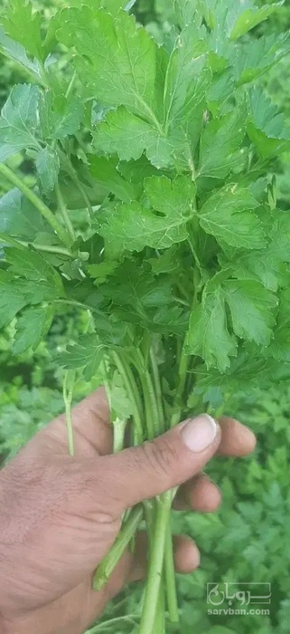 فروش جعفری تازه