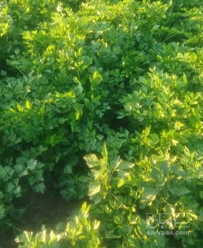 فروش جعفری تازه