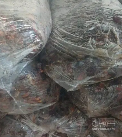 فروش خرما گنتار
