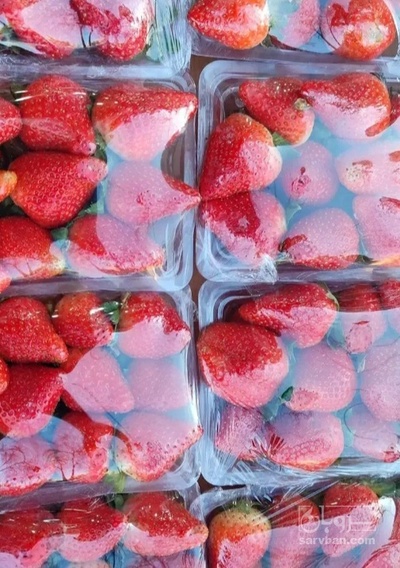 فروش توت فرنگی