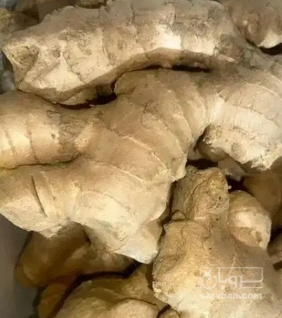 فروش زنجبیل (گیاه‌ دارویی)