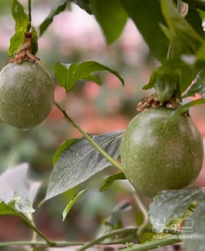 فروش پشن فروت (میوه گل ساعتی)