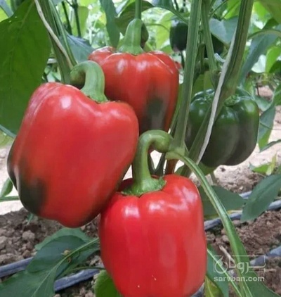 فروش فلفل دلمه ای