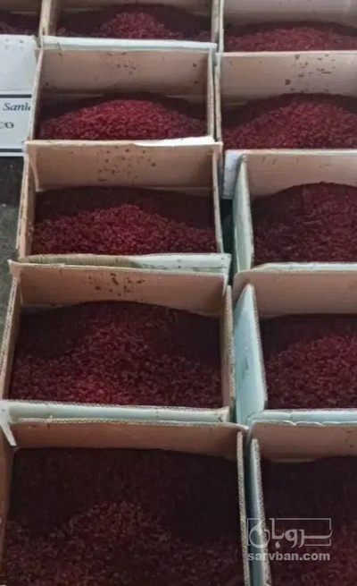 فروش زرشک زیرتالاری