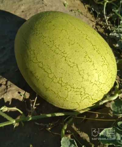 فروش هندوانه