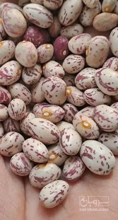 فروش لوبیا چیتی