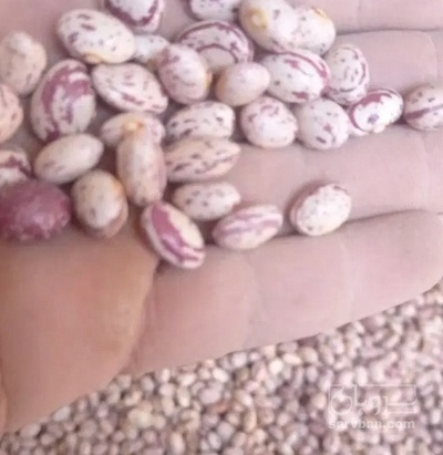 فروش لوبیا چیتی