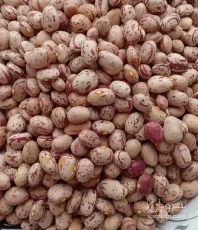 فروش لوبیا چیتی
