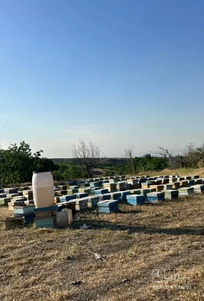 فروش عسل کنار