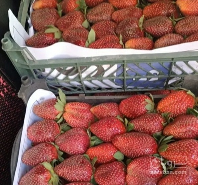 فروش توت فرنگی