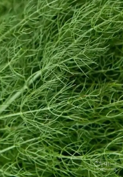 فروش شوید تازه