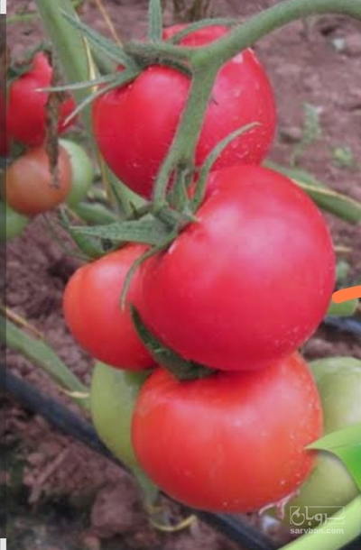 فروش گوجه فرنگی گرد