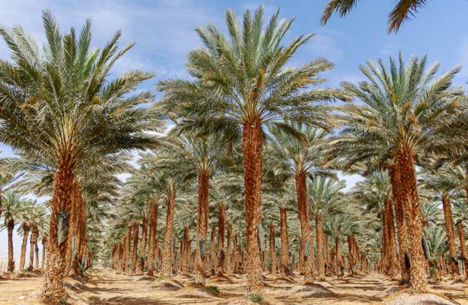 فروش نخل (خرما)