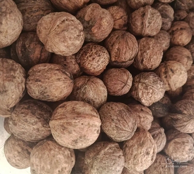 فروش گردو
