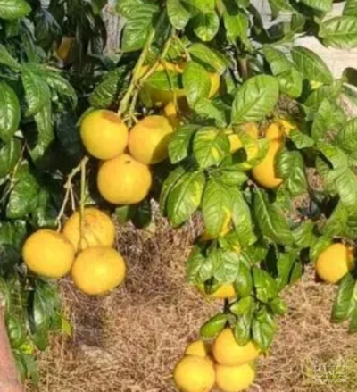 فروش زردآلو
