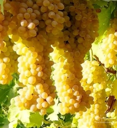 فروش انگور