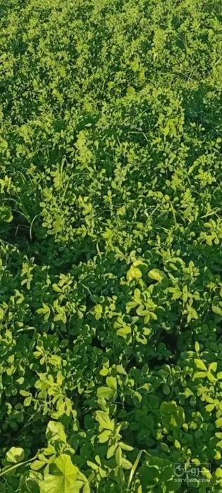 فروش یونجه