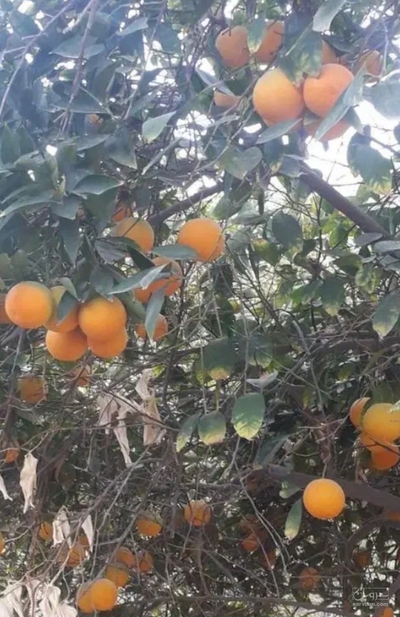 فروش پرتقال