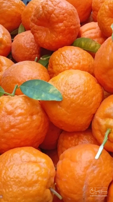 فروش نارنگی
