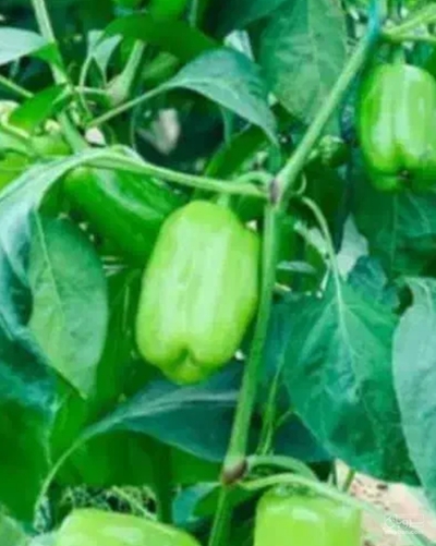 فروش فلفل دلمه ای