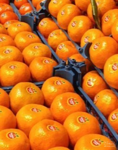 فروش نارنگی