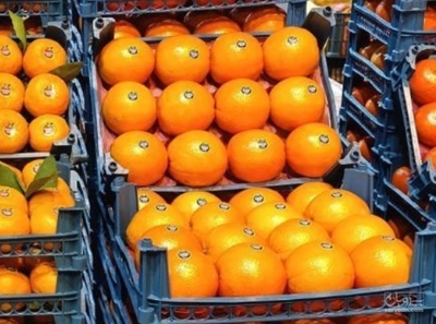 فروش پرتقال