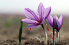 فروش زعفران (گیاه‌ دارویی)