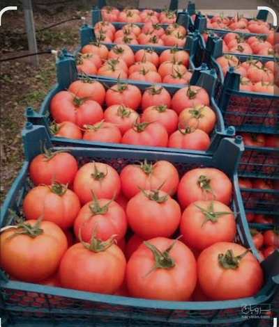 فروش گوجه فرنگی گرد