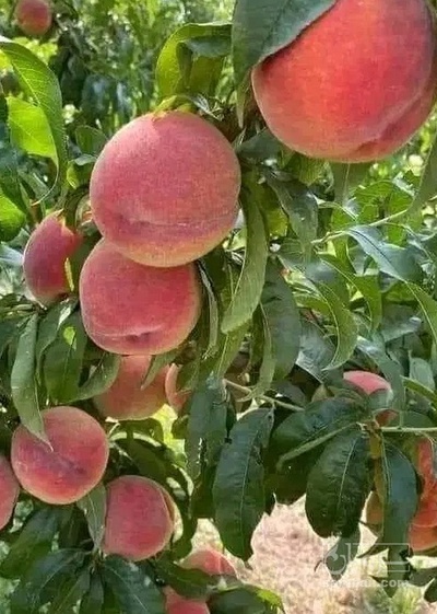 فروش هلو