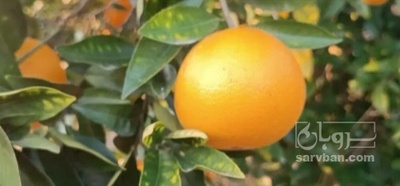 فروش پرتقال
