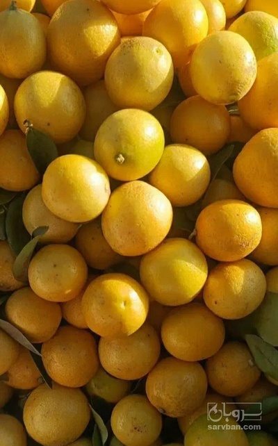 فروش لیمو ترش