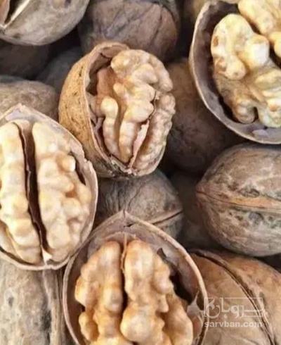 فروش گردو