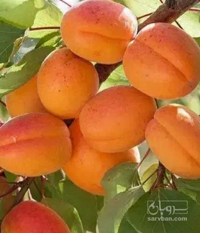 فروش زردآلو