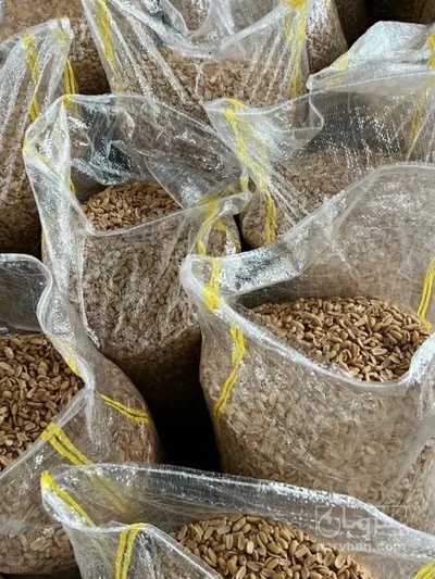 فروش بادام زمینی کره گیری