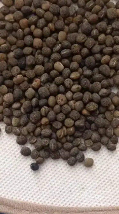 فروش قره ماش (ماش سیاه)