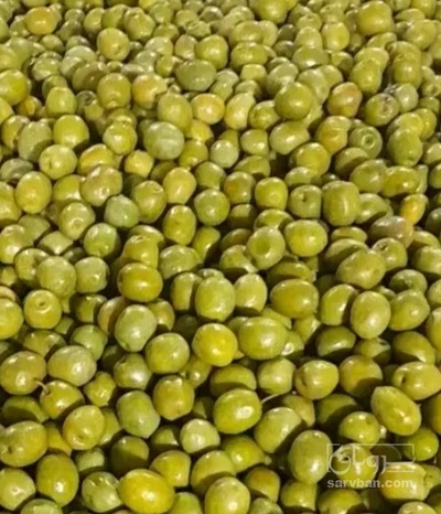 فروش زیتون ممتاز