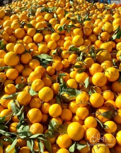 فروش پرتقال محلی