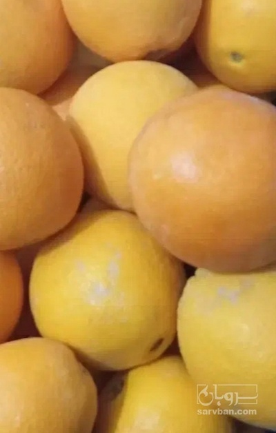 فروش پرتقال تو سرخ