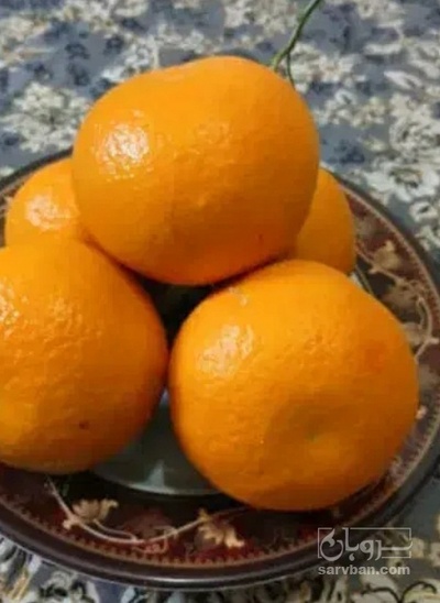 فروش نارنگی