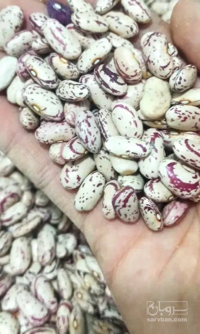 فروش لوبیا چیتی